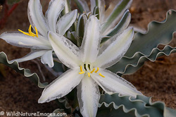 desert lily producers biome tumbleweed weebly